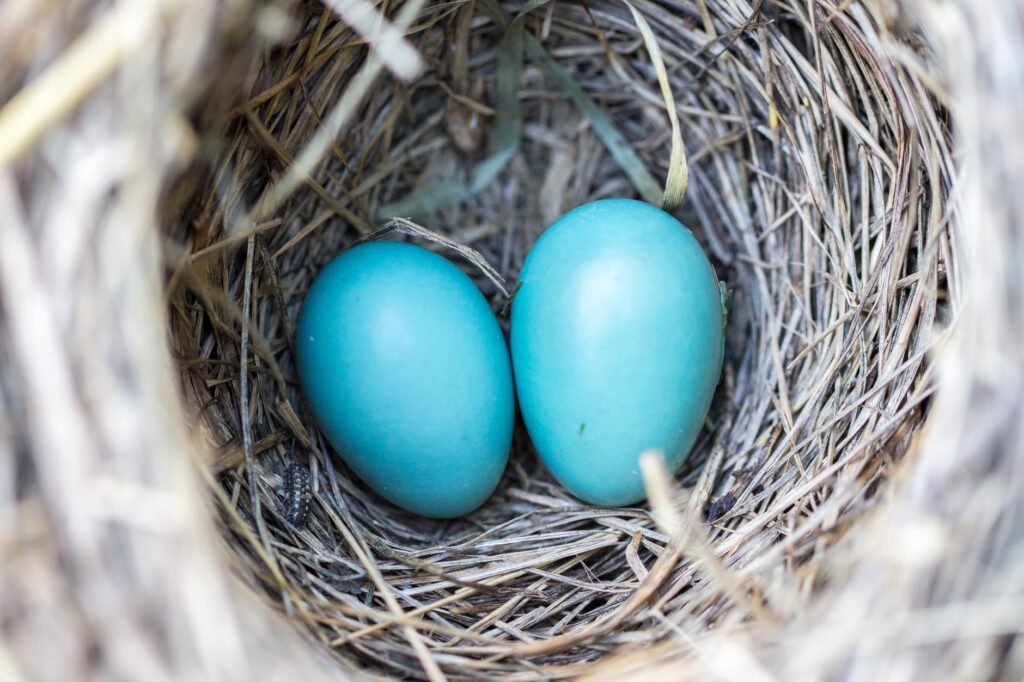 bird-nest-eggs-blue-158734.jpeg